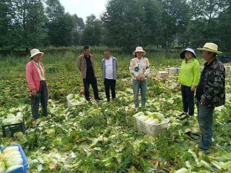 发改局主任、蔬菜站站长与工作站专家一起讨论娃娃菜采收储运等问题.jpg