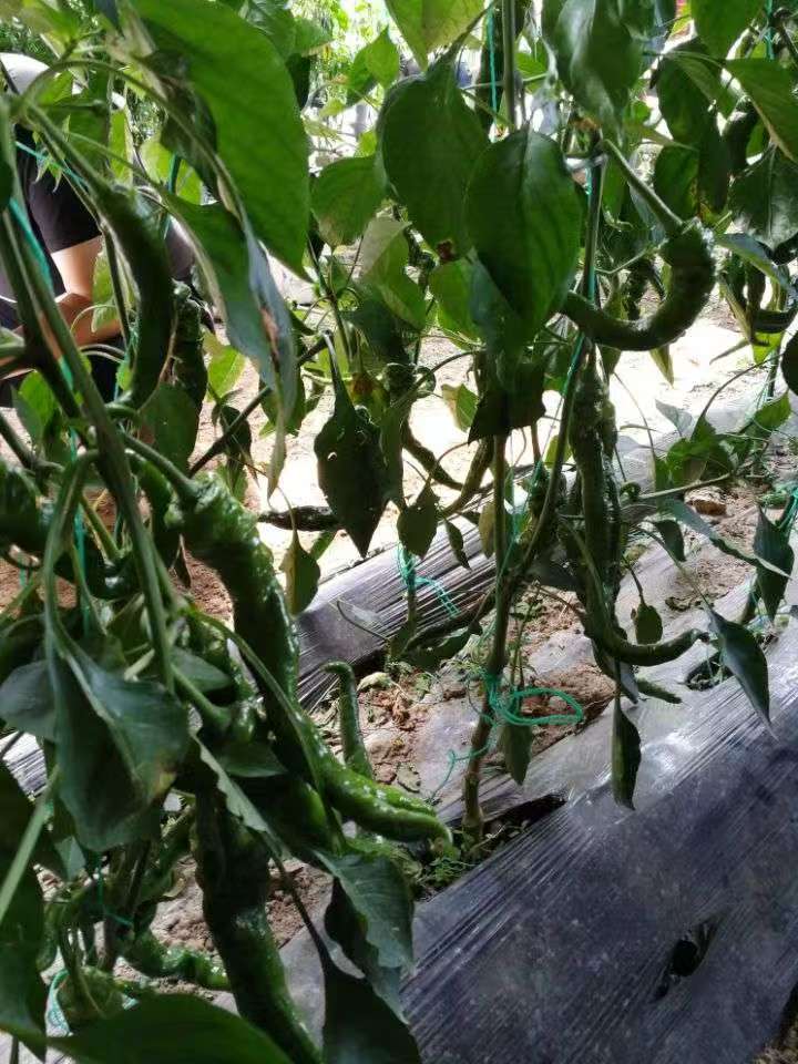 简报13.jpg