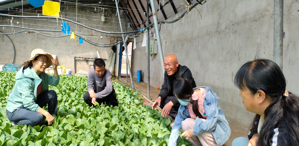 精准指导冷凉蔬菜生产，科技力量“蔬”写乡村振兴新篇章 第十二期4.29.png