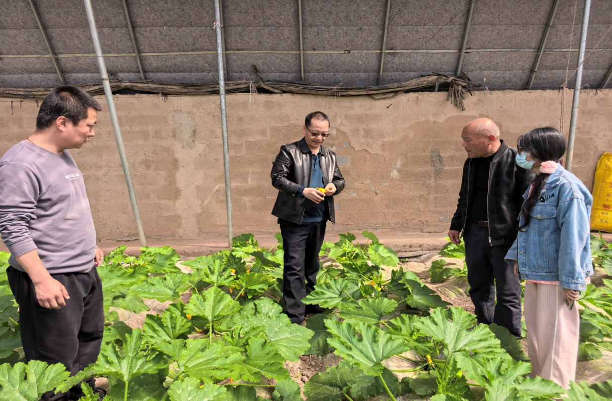 科技特派员深入田间，破解瓜类受粉难题 第十四期5.5.png